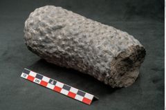 Foto (Seitenansicht) von Knorria imbricata Sternbg. (NHMW-GEO-2024-0188-11041)